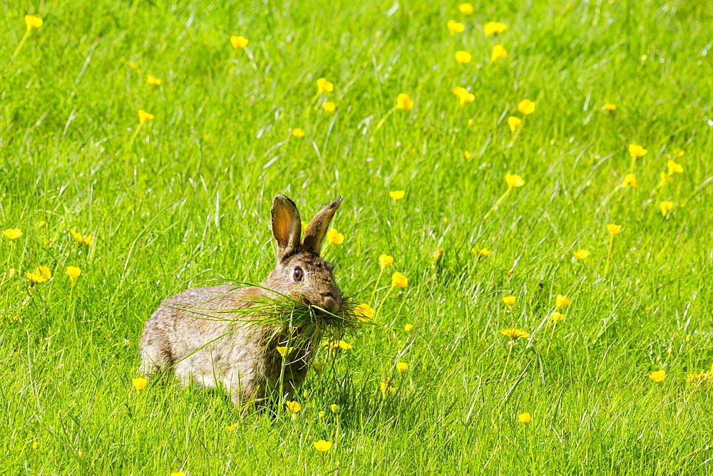 Wild rabbit munching grass in a field of buttercups, England, United Kingdom, Europe