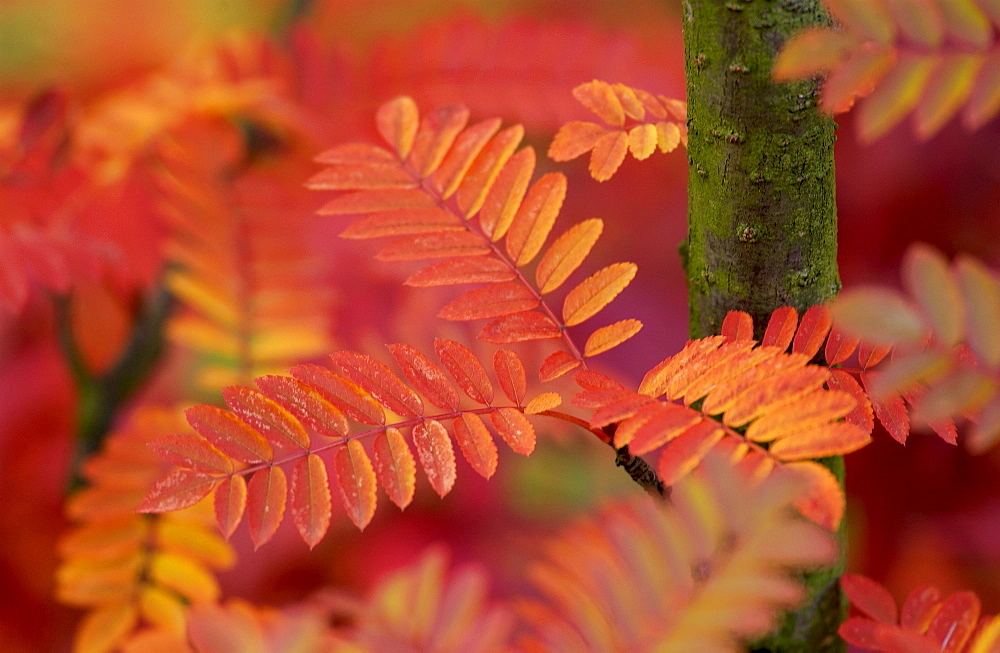 Autumn leaves in England