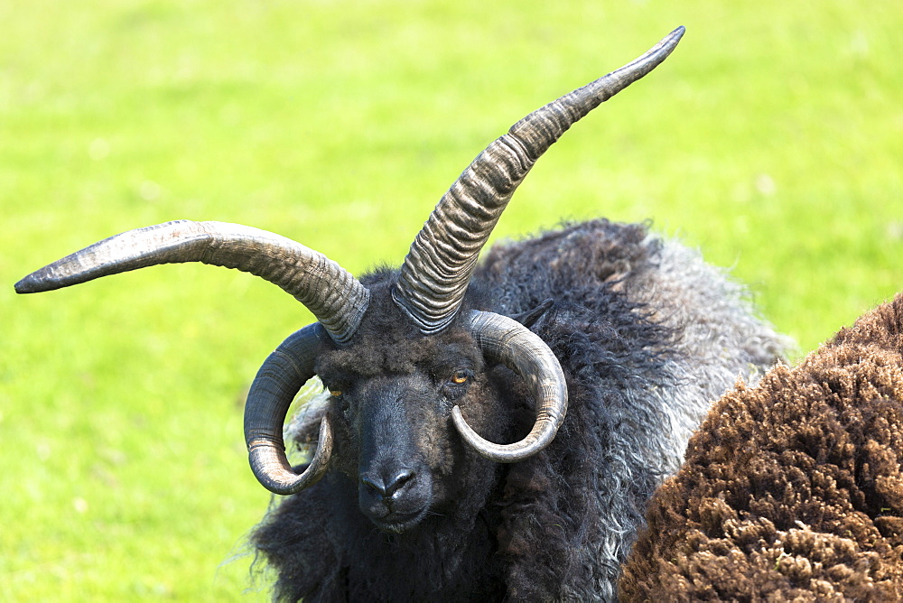 Black ram, a Jacobs four-horned (multihorned) pedigree male sheep, at Coigach in Western Scotland, United Kingdom, Europe