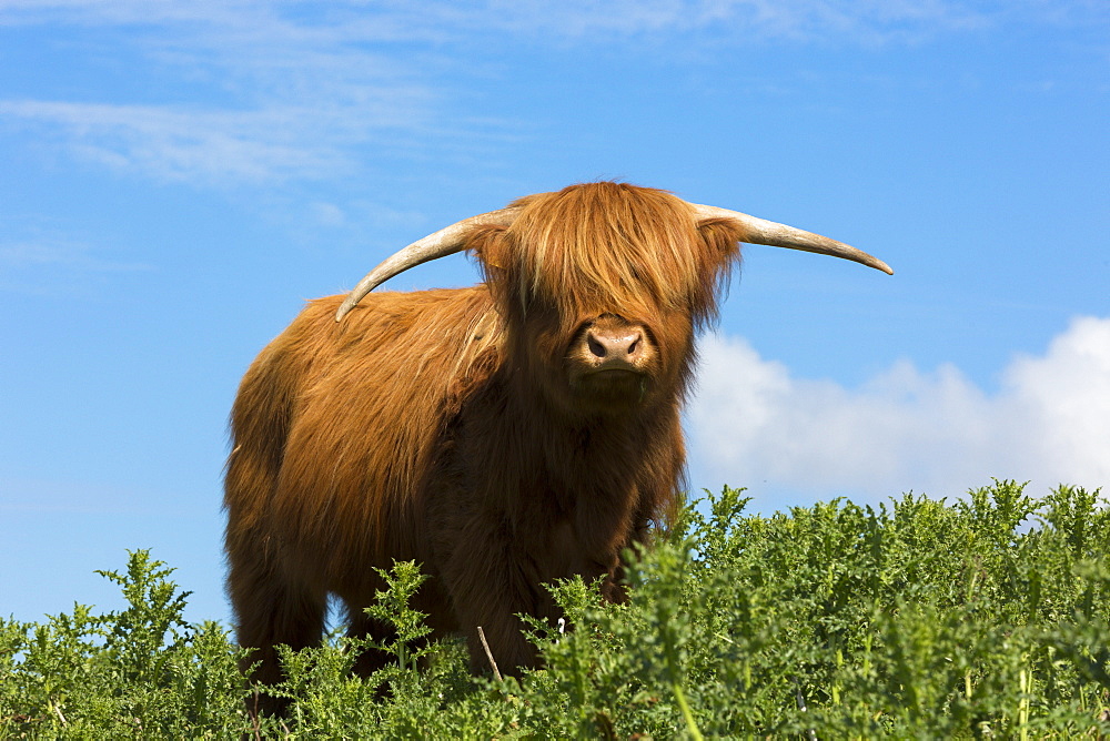 Cow (Bos primigenius) of Highland cattle pure pedigree in the Highlands of Scotland, United Kingdom, Europe