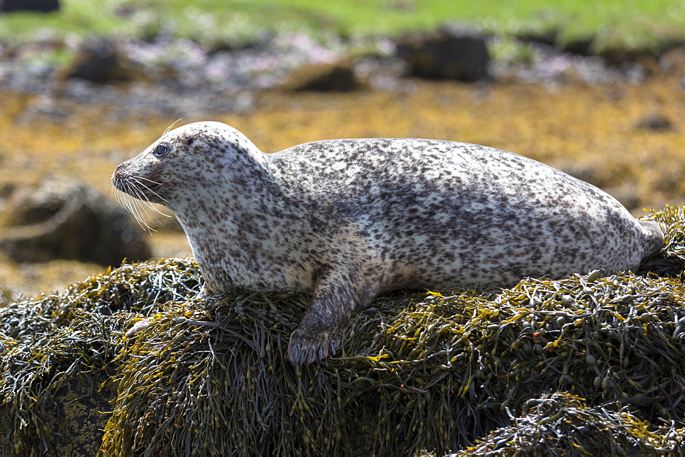 Common seal (harbour seal) (Phoca vitulina) adult basking on rocks and seaweed by Dunvegan Loch, Isle of Skye, Inner Hebrides, Scotland, United Kingdom, Europe