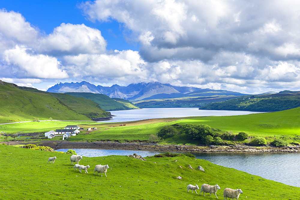 The Cuillin mountain range with croft farm, sheep and Loch Harport near Coillure, Isle of Skye, Inner Hebrides, Highlands and Islands, Scotland, United Kingdom, Europe