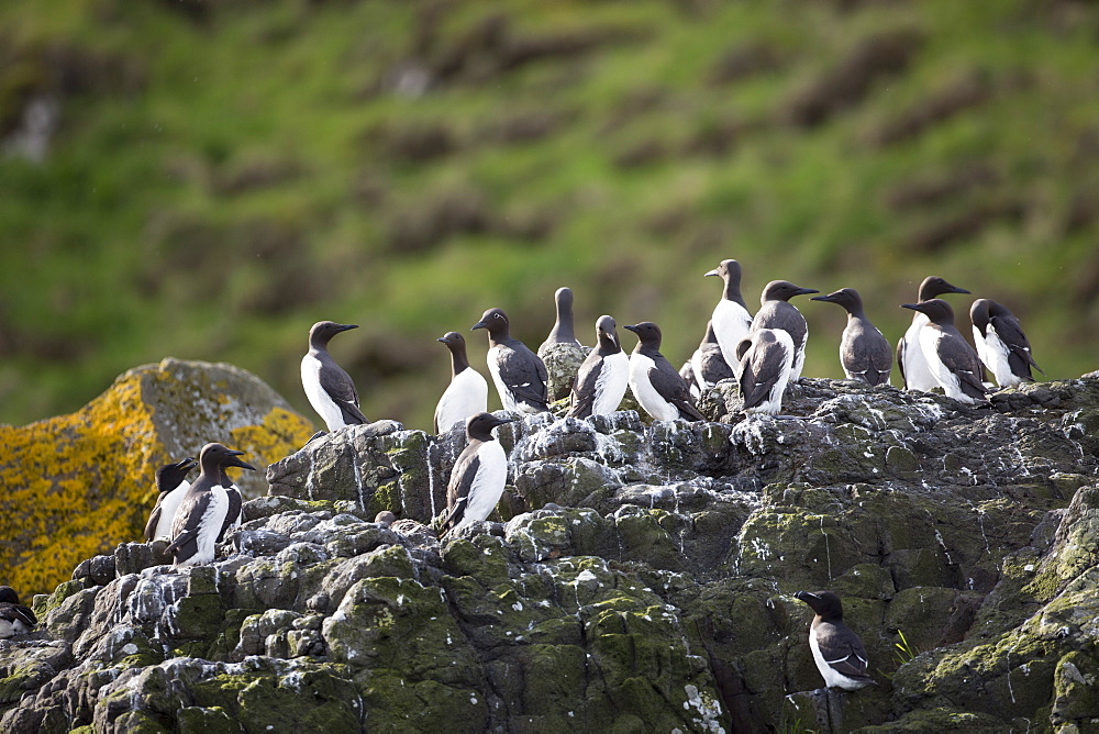 Endangered species common guillemot (common murre) (Uria aalge) with razorbills in colony of seabirds on rocks on Isle of Canna, Inner Hebrides and Western Isles, Scotland, United Kingdom, Europe