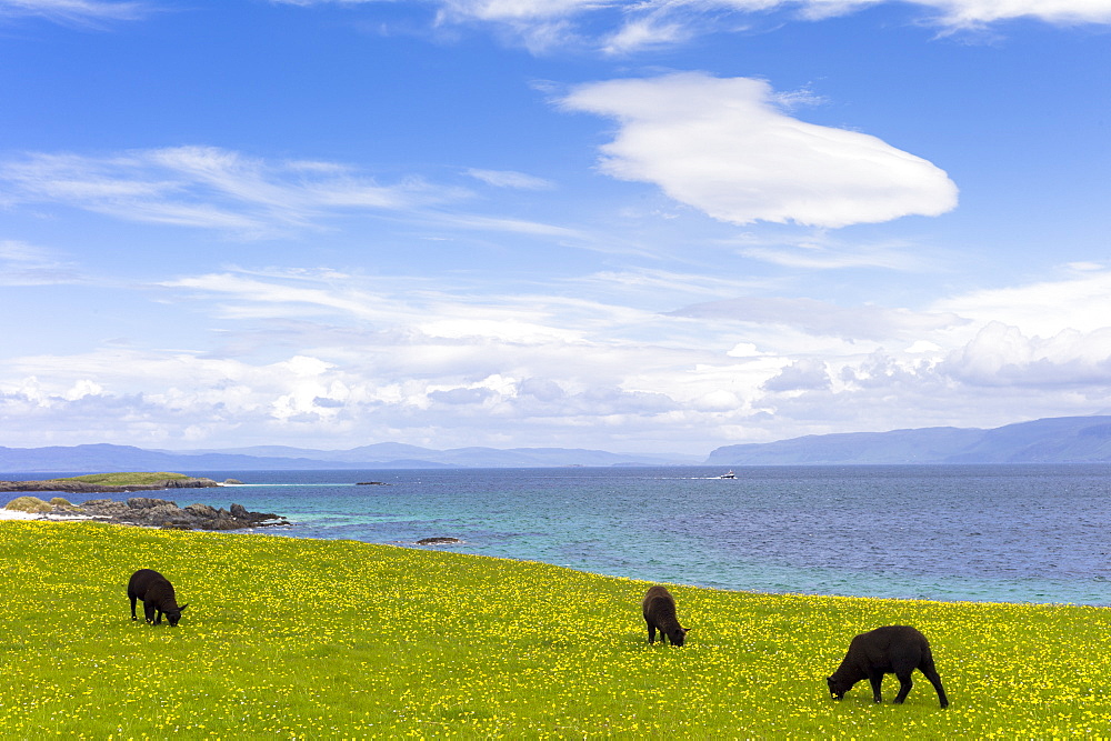 Flock of dark brown Soay sheep grazing in buttercup meadow on Isle of Iona, Inner Hebrides and Western Isles, Scotland, United Kingdom, Europe