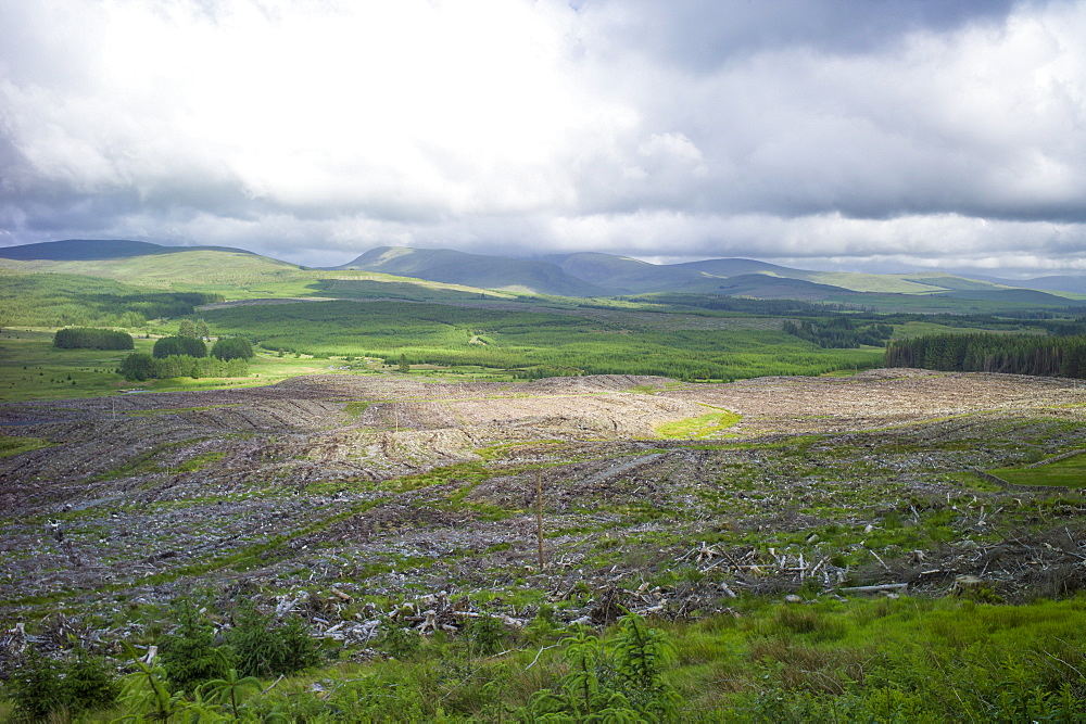 Razed forest of pine trees stripped for timber at Forestry Commission coniferous plantation in Galloway Forest Park, Carrick, Argyllshire, Western Scotland, United Kingdom, Europe