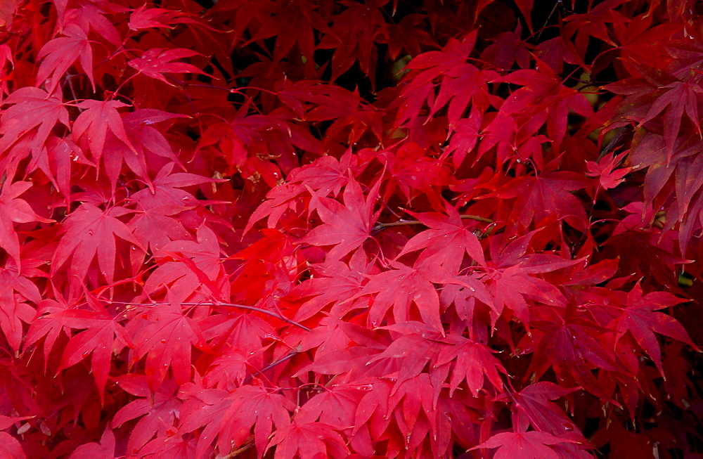 Maple leaves in autumn in England