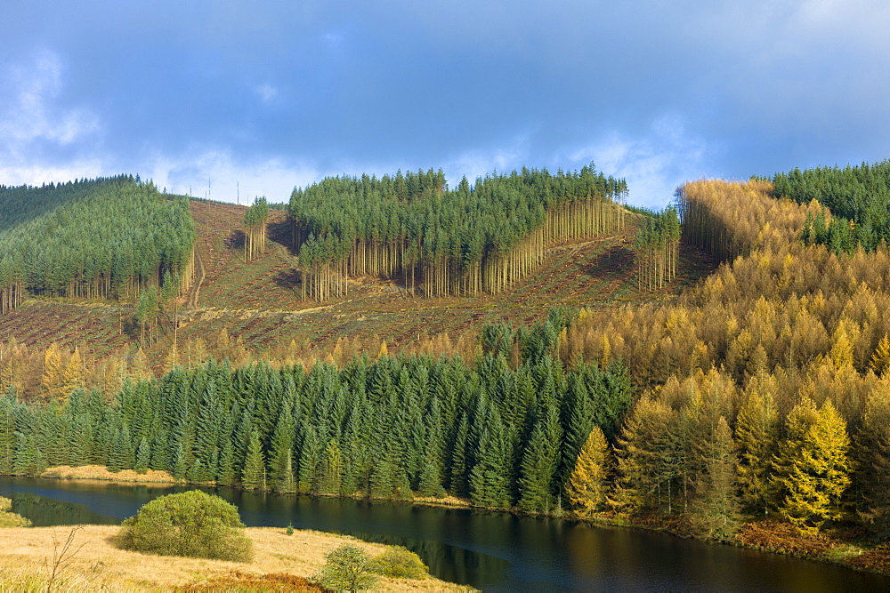 Conifers and larch trees in coniferous forest plantation for timber production in Brecon Beacons mountain range, Powys, Wales, United Kingdom, Europe