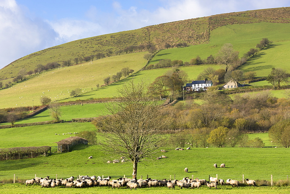 Sheep and a hill farm in a picturesque valley in the Brecon Beacons mountain range, Powys, Wales, United Kingdom, Europe