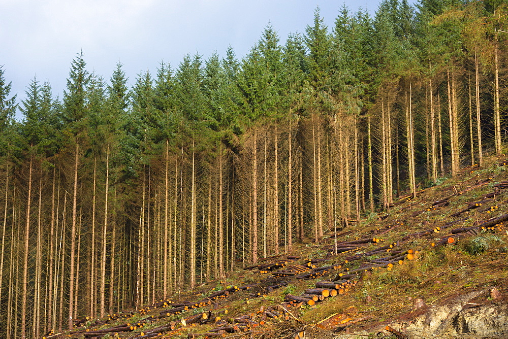 European larch trees (Larix decidua) in coniferous forest plantation for logging timber production in Brecon Beacons, Powys, Wales, United Kingdom, Europe