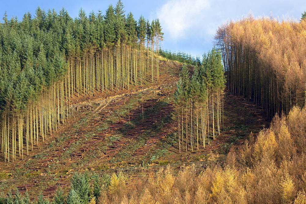 European larch trees (Larix decidua) in coniferous forest plantation for logging timber production in Brecon Beacons, Powys, Wales, United Kingdom, Europe