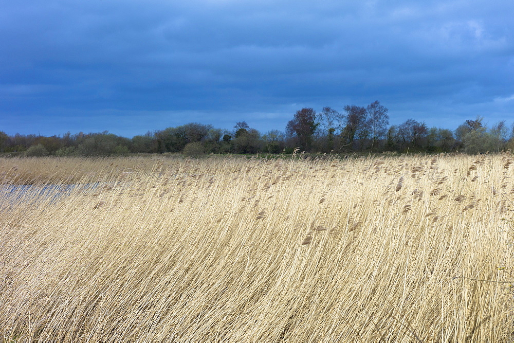 Grasses and reeds in a reedbed in the marshes of The Somerset Levels Nature Reserve, Somerset, England, United Kingdom, Europe