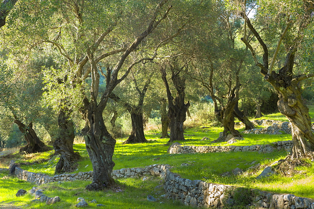 Sunlight through old olives trees (Olea europaea) in olive grove for traditional olive oil in sub-tropical climate of Corfu, Greek Islands, Greece, Europe