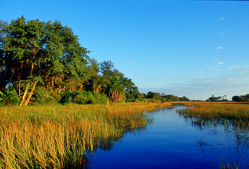 Reed beds  in the Okavango Delta in Botswana, Africa