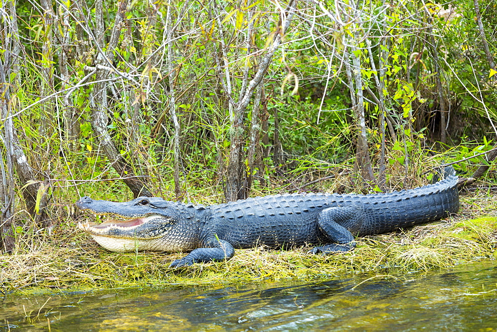 American alligator with mouth open showing its teeth basking by Turner River by Tamiami Trial, the Florida Everglades, USA