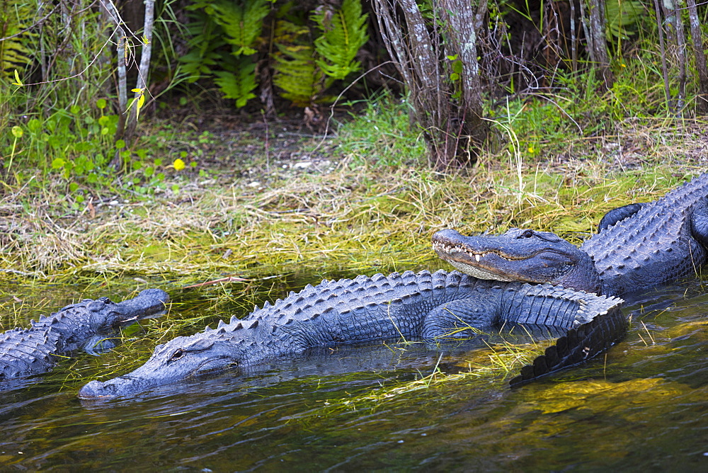 Group of American alligators cosying up basking by a swamp and chilling out in the Florida Everglades, USA