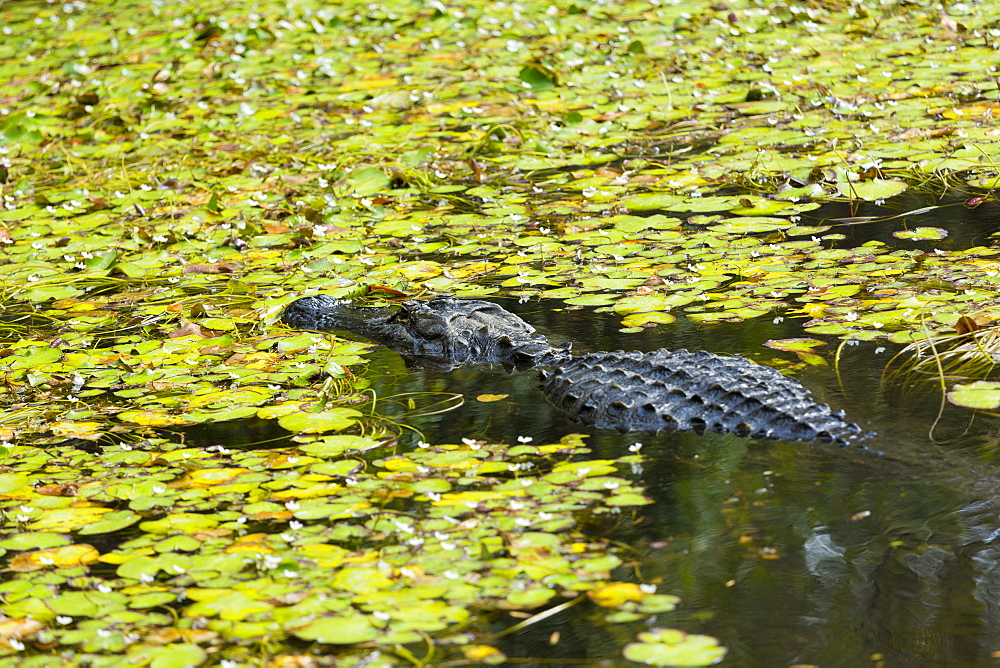 American alligator swimming among lily pads in swamp in the Florida Everglades, United States of America