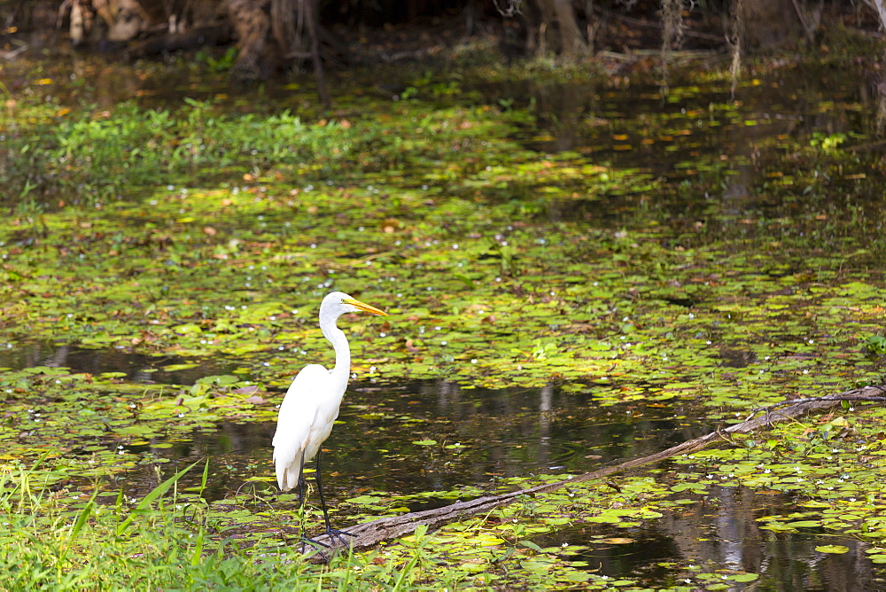 Great Egret in wetlands swamp in the Florida Everglades, United States of America