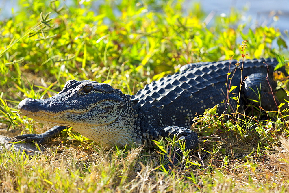 Juvenile American alligator basking at J.N. Ding Darling National Wildlife Reserve, Captiva Island, Florida, USA