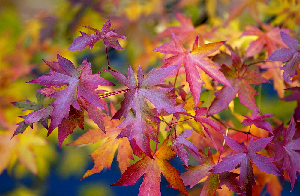 Maple leaves changing colour  in autumn in England