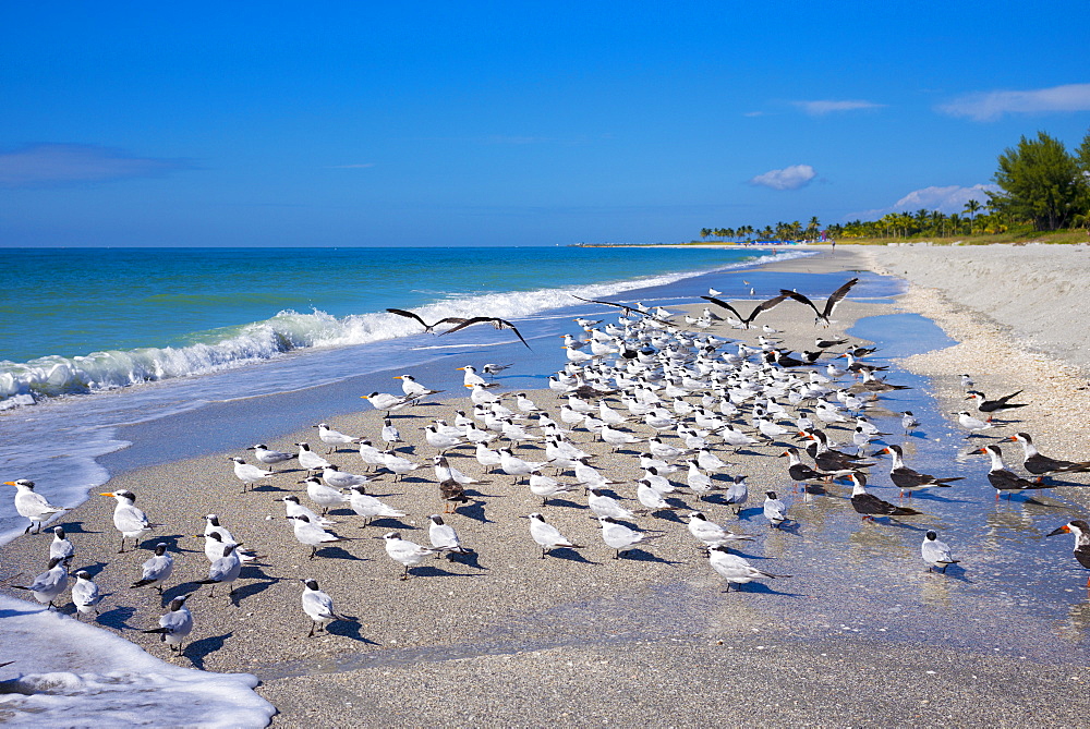 Royal Terns, Thalasseus maximus, flocking on beach at Captiva Island, Florida, USA