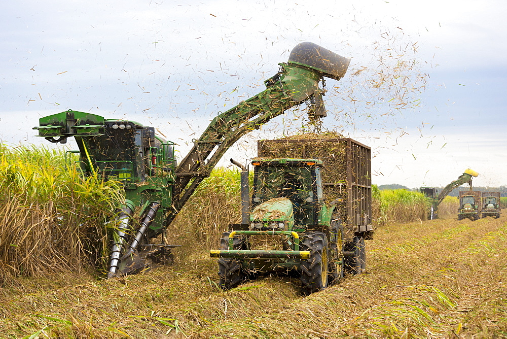 Cutting and harvesting sugarcane in the Fall at plantation along the Mississippi at Baldwin, Louisiana, USA