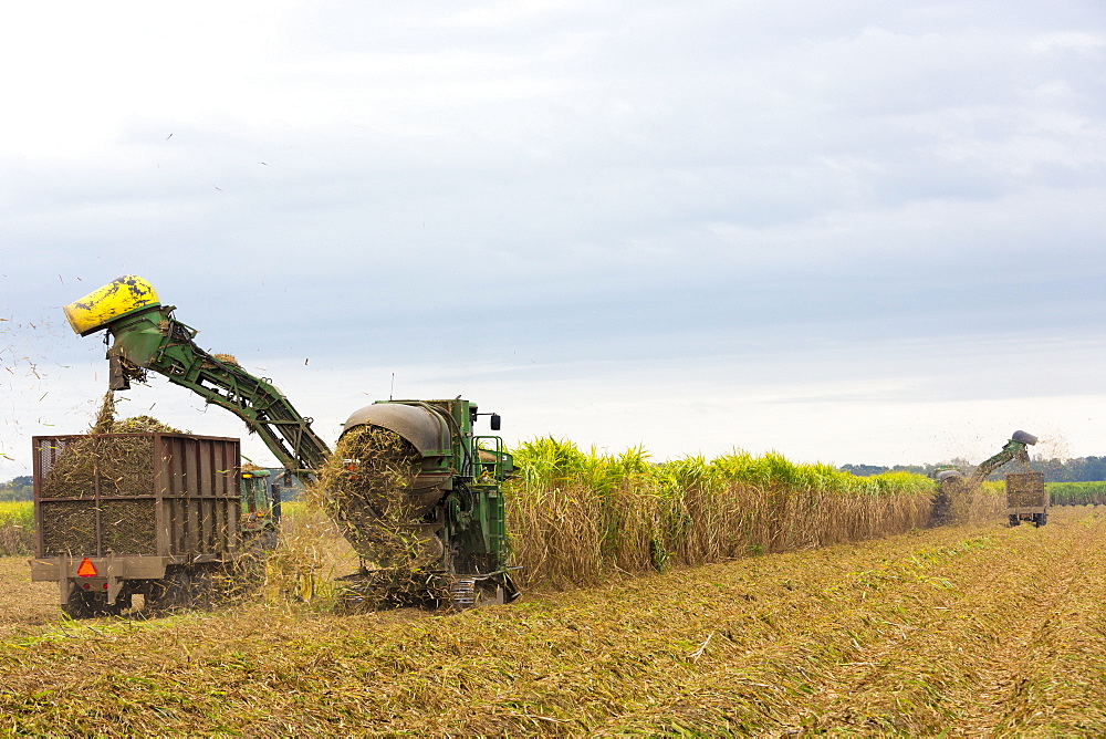 Cutting and harvesting sugar cane in the Fall at plantation along the Mississippi at Baldwin, Louisiana, USA