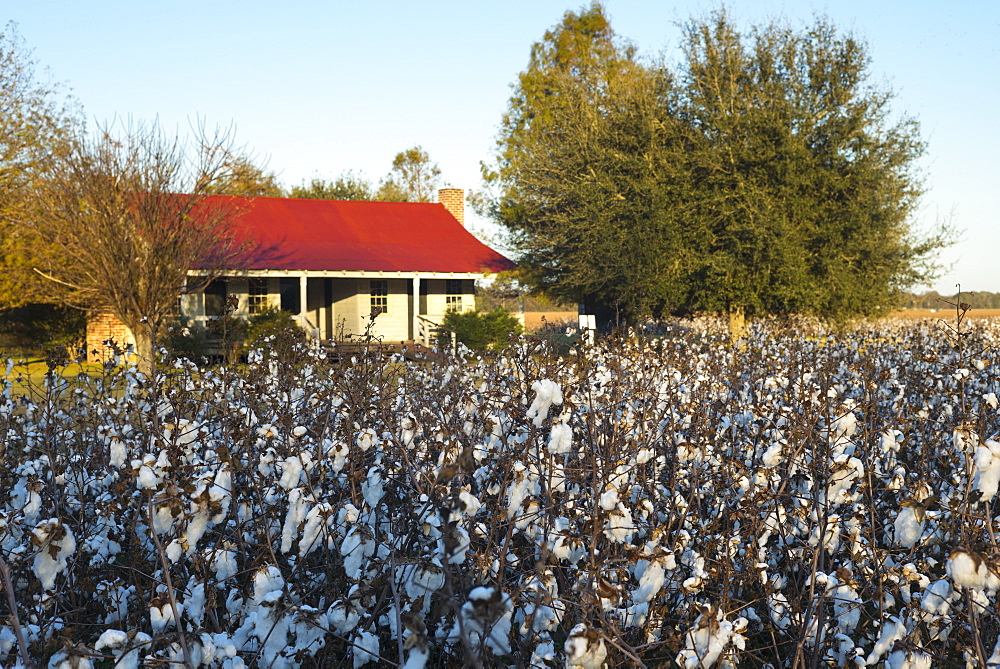 Cotton crop, Gossypium hirsutum, growing in plantation at Frogmore Farm in the Deep South, Ferriday, Louisiana, USA