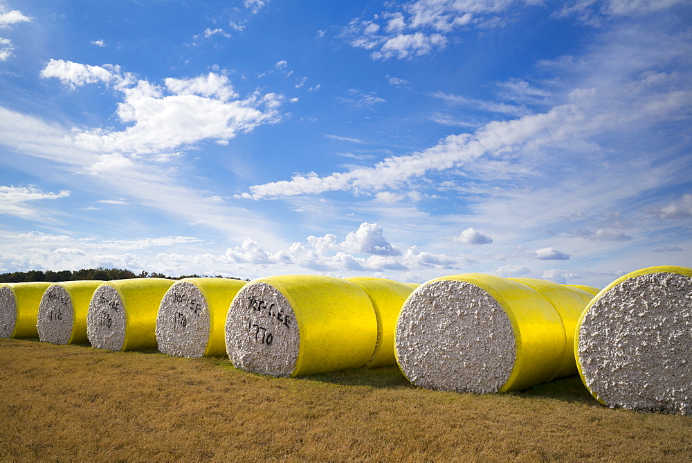 Bales of cotton at plantation along the Mississippi Delta at Tensas Co-op Gin Inc, near Tallulah, Louisiana, USA