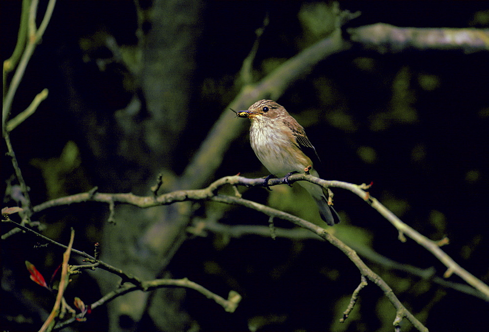 Spotted Flycatcher bird with a fly in its beak on a branch in Oxfordshire, England