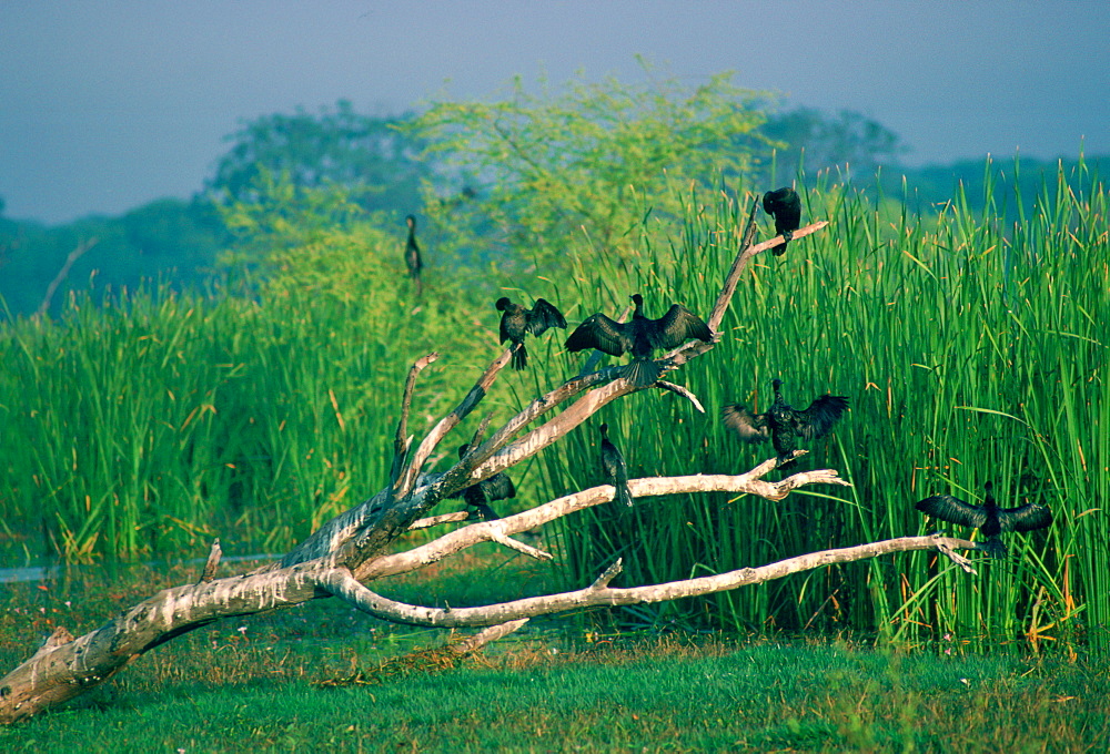 Cormorants perched on branches  at Bharatphur Nature Reserve - a hunting reserve fo Bharatpur's Maharajas.