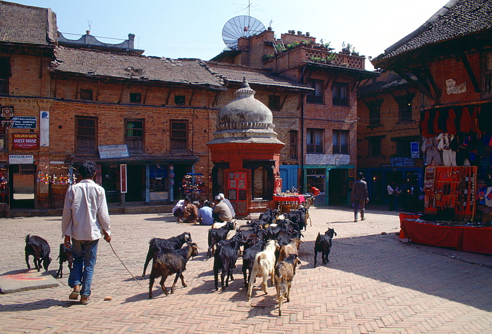 Nepalese goatherd leading his goats through the town of Bhaktapur, Nepal.  The large satellite dish on the roof makes a contrast of old and new with the traditional dwellings and other buildings.