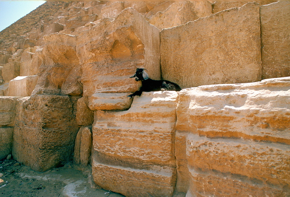 A lone goat resting on the Great Pyramids in Egypt