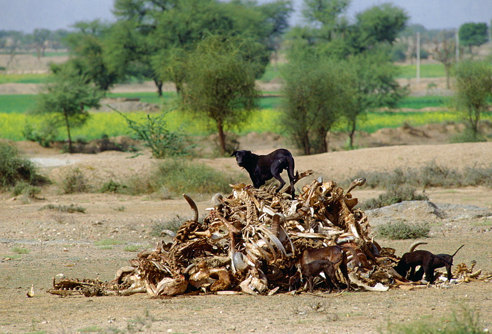 A hungry black mongrel dog scavenging among a pile of old bones at Nalu, Rajasthan, India.