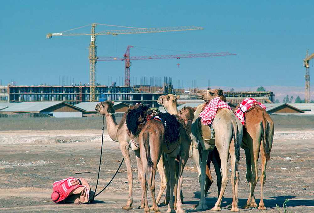 Man bowing to Mecca to pray while holding the reins of his camels in Dubai, United Arab Emirates.  The old traditional camels contrast with the new modern building construction and cranes.