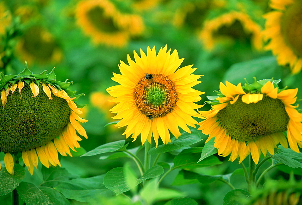 Bees on sunflower plant, Loire Valley, France