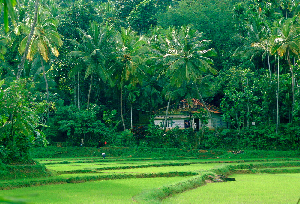 Rice crops growing in rice paddy fields in Sri Lanka