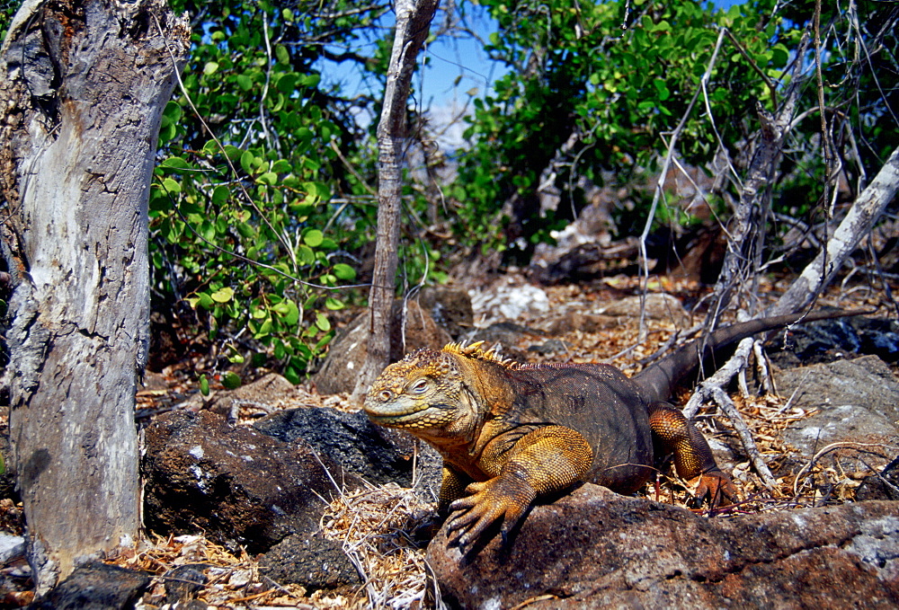 Land iguana , Galapagos Islands, Ecuador