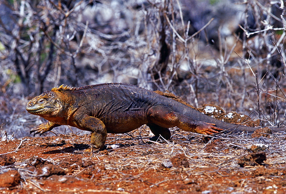 Land iguana , Galapagos Islands, Ecuador