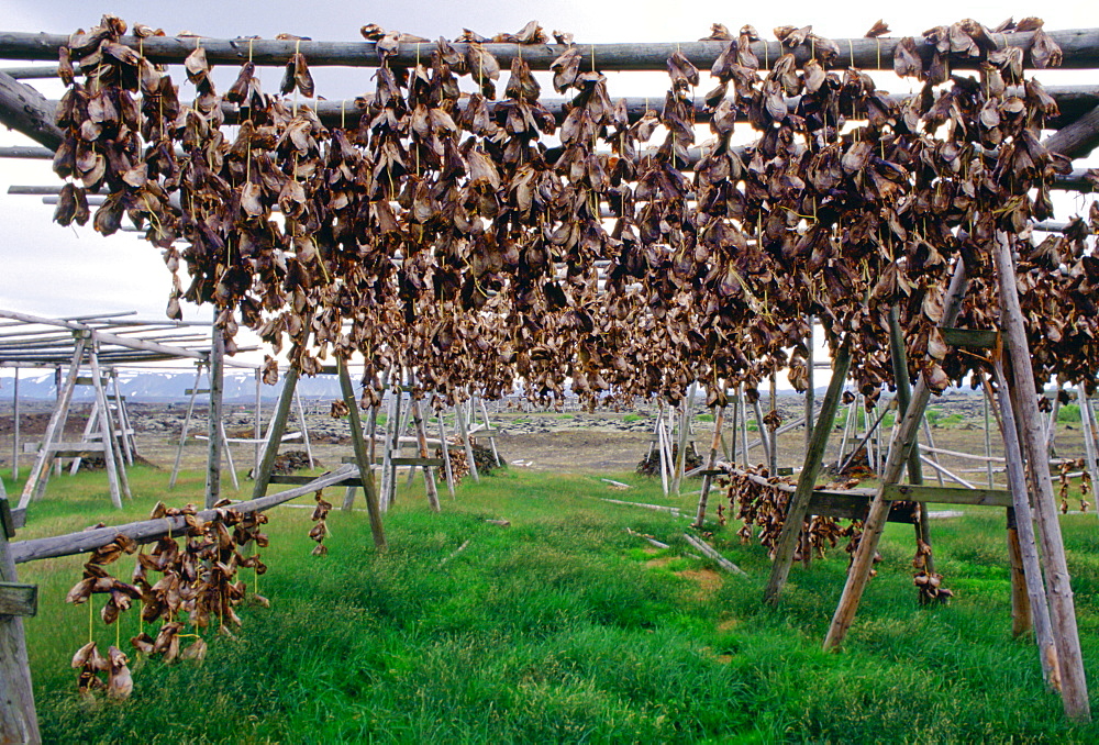 Air drying of fish heads for food, Iceland