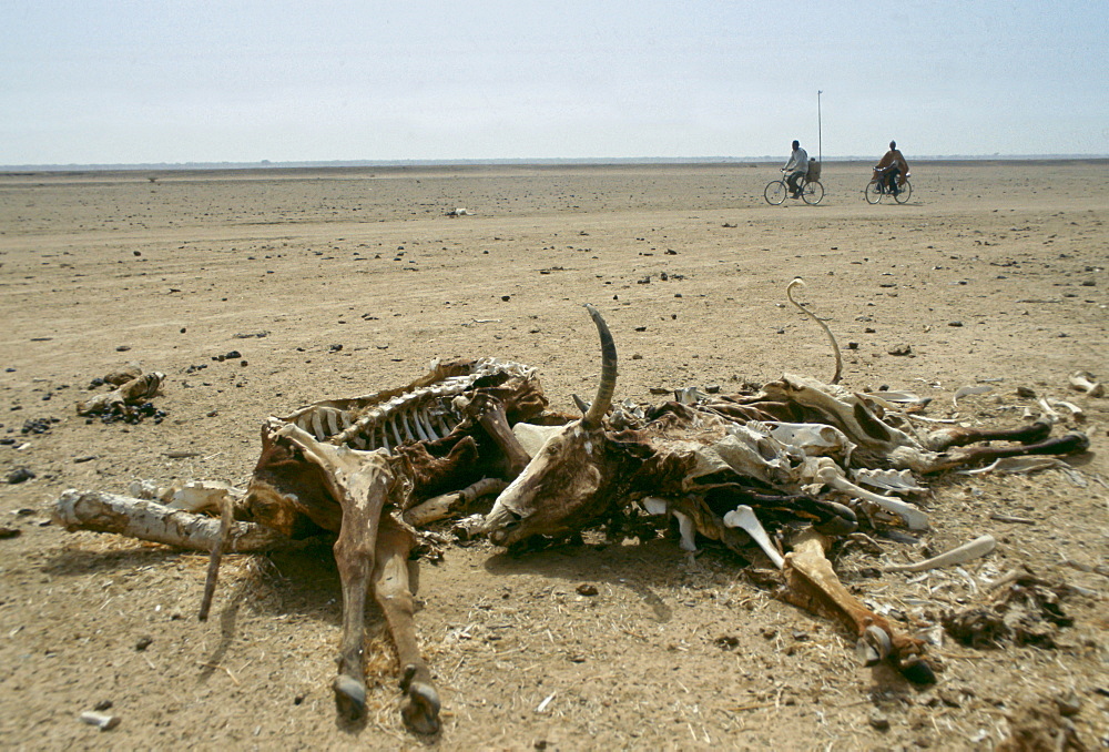 Locals on bicycles ride past carcasses of the bones of dead animals in the drought areas of Burkina Faso (formerly Upper Volta)