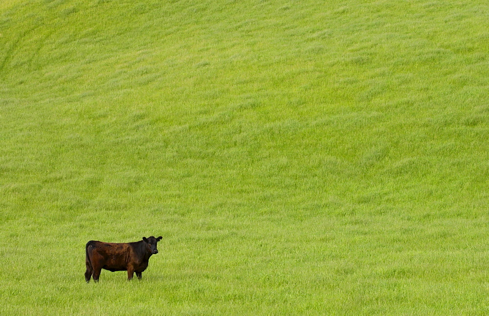 Bull in a  meadow near Waiuku on North Island  in New Zealand