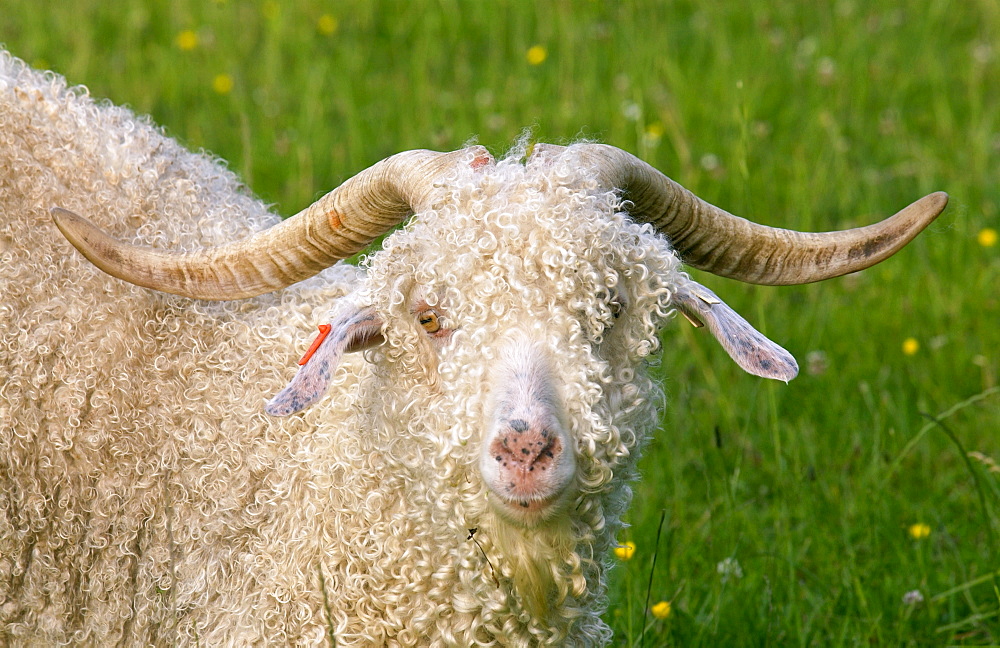 Angora goat on North Island  in New Zealand