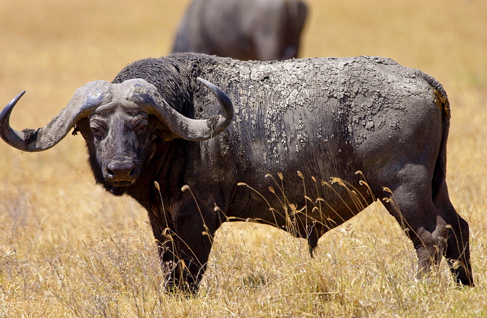 Buffalo, Ngoro Ngoro Crater, Tanzania, East Africa