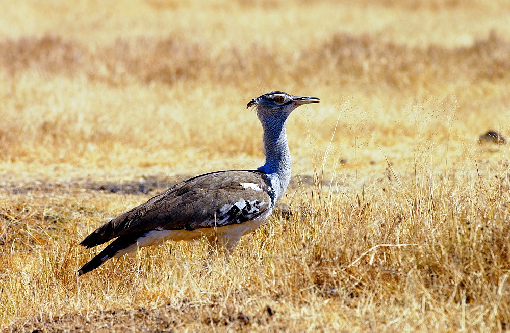 Kori Bustard,  Ngorongoro, Tanzania, East Africa