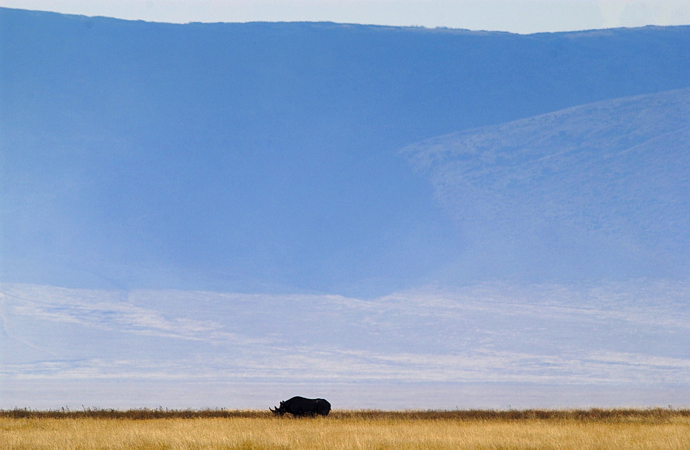 Rhinoceros with crater rim behind, Ngorngoro Crater, Tanzania, East Africa