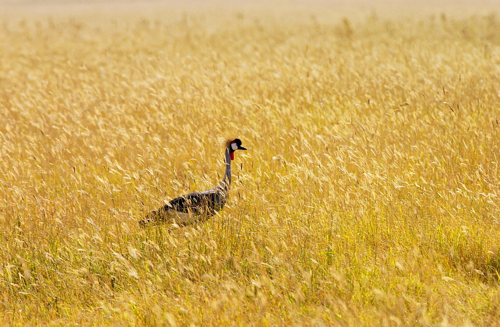 Grey Crowned Crane,  Ngorongoro, Tanzania, East Africa