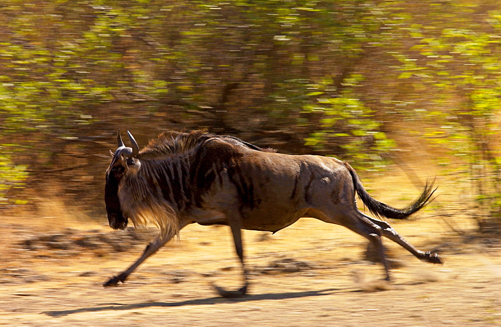 Migrating Blue Wildebeest running to catch up the herd,Grumeti,Tanzania