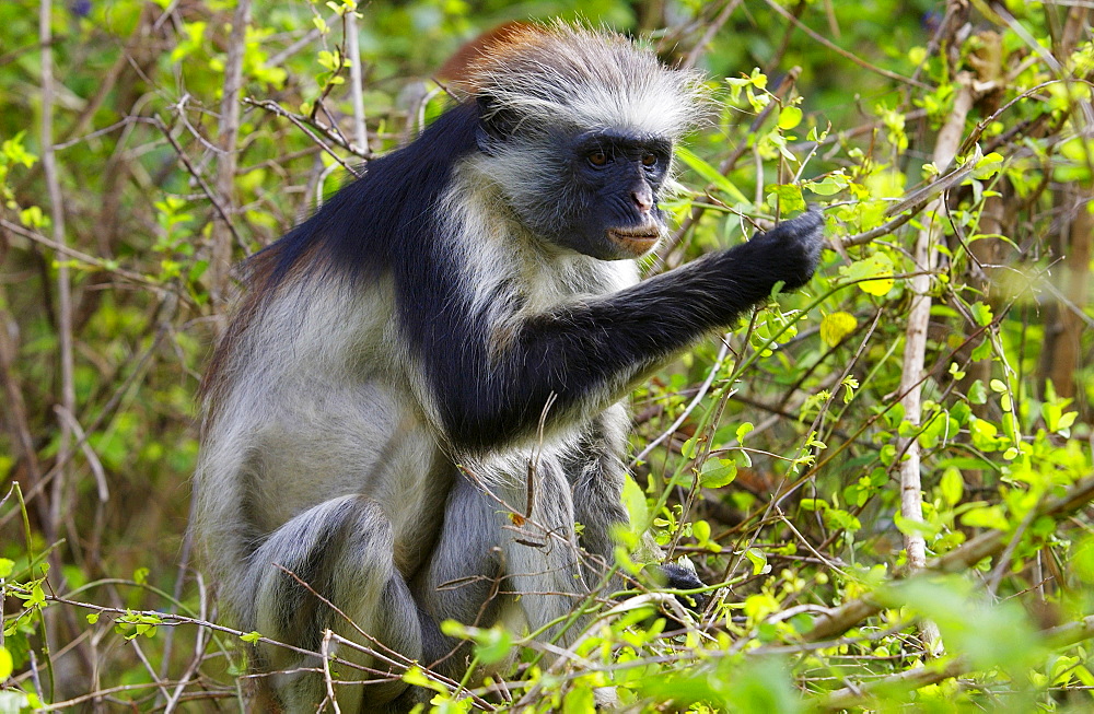 Zanzibar Red Colobus monkey, one of Africa's rarest primates 