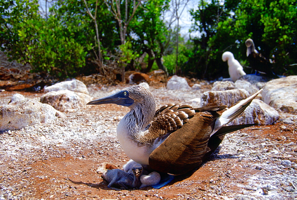 Blue-footed Booby bird on the Galapagos Islands, Ecuador  sheltering young birds