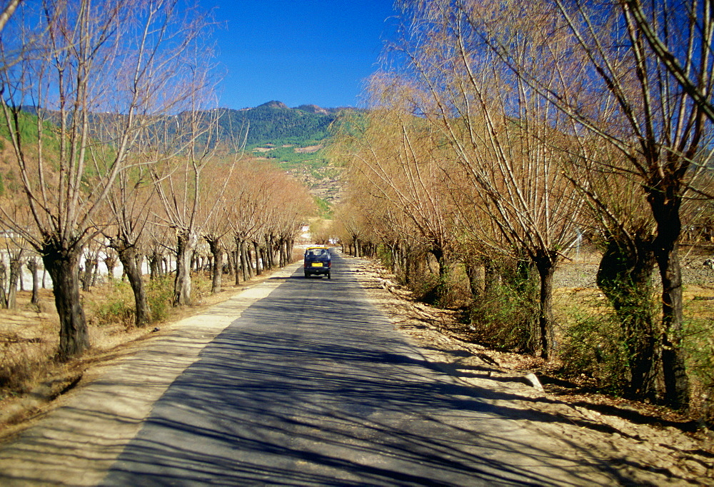 Small saloon car driving between pollarded Willow trees on a road in Bhutan